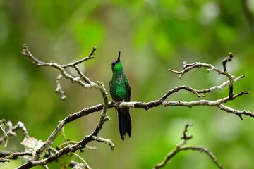 beija-flor-de-fronte-violeta