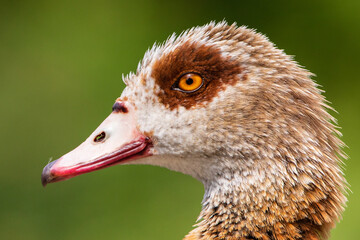 Fototapeta premium Nilgans 7