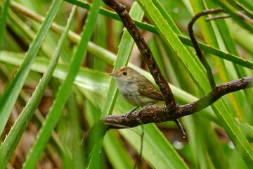 barulhento Euscarthmus meloryphus