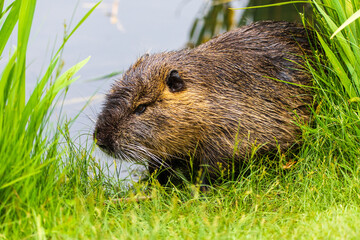 Nutria 55