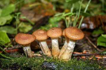 Autumn honey agaric (Latin Armillaria mellea) grows in the forest. Honey mushrooms grow on an old tree in autumn. Autumn honey agaric close-up, side view.