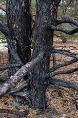 forest after fire tree trunk burnt tree bark