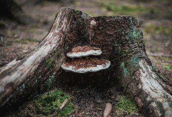 stump in the woods