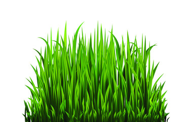 Green grass set. Fresh herb: natural, organic, bio, eco label and shape isolated on white background. Vector illustration.