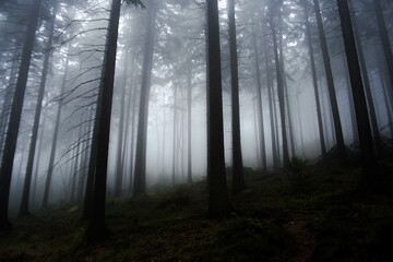 fog in the dark forest