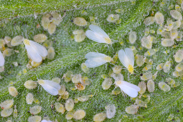 Adults, larvae and pupae of Glasshouse whitefly (Trialeurodes vaporariorum) on the underside of tomato leaves. It is a currently important agricultural pest. - obrazy, fototapety, plakaty
