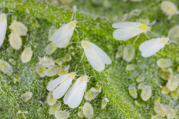 Adults, larvae and pupae of Glasshouse whitefly (Trialeurodes vaporariorum) on the underside of tomato leaves. It is a currently important agricultural pest. - obrazy, fototapety, plakaty