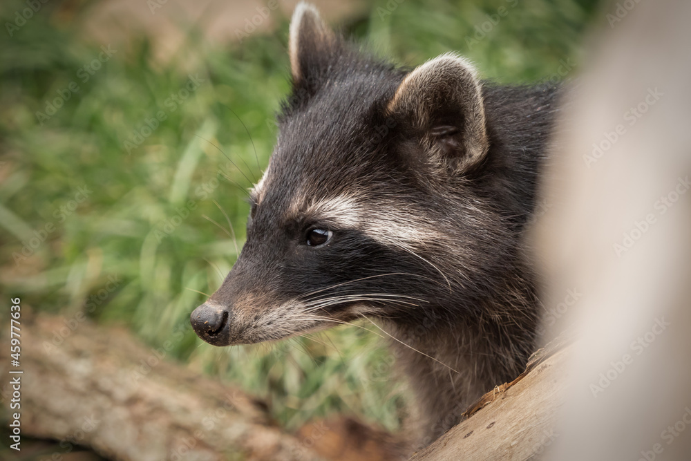 Poster Closeup shot of a raccoon outdoors against a green background