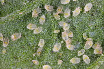 Larvae and pupae of Glasshouse whitefly (Trialeurodes vaporariorum) on the underside of tomato...