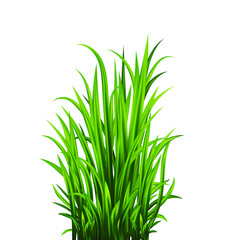 Green grass set. Fresh herb: natural, organic, bio, eco label and shape isolated on white background. Vector illustration.