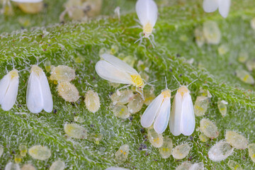 Adults, larvae and pupae of Glasshouse whitefly (Trialeurodes vaporariorum) on the underside of...