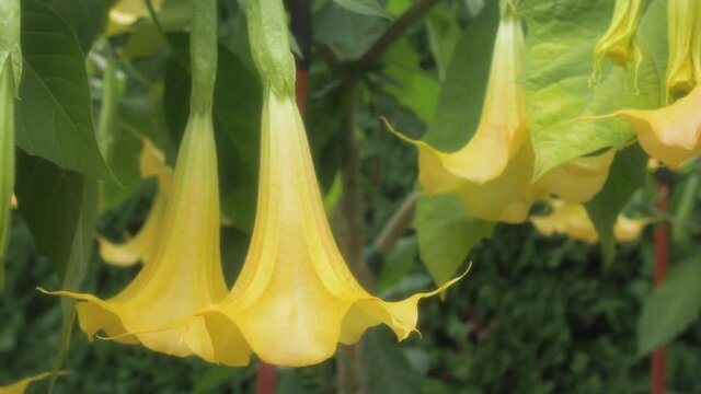 Angel's Trumpet flowers or brugmansia (Brugmansia suaveolens), family solanaceae, on the background bright sky.