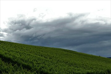 Grüner Weinberg mit dunklen Regenwolken
