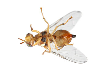 Olive Fruit fly- Bactrocera oleae. One of the most important olive pests.