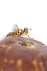 Olive Fruit fly- Bactrocera oleae. One of the most important olive pests.