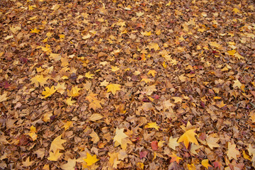 Autumn trees and leaves , New South Wales, Australia.