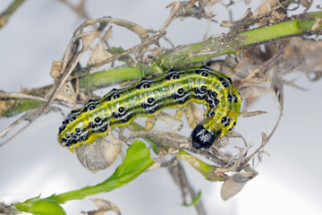 The boxwood moth caterpillar Cydalima perspectalis