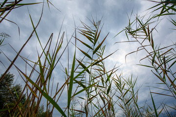 tall plant reeds
