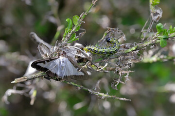 Adult insect and larva - caterpillar of Box tree moth (Cydalima perspectalis). Insect in the family Crambidae, introduced into Europe and a pest species of box (Buxus sp.)