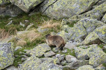 marmot in a mountain and rock