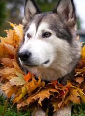 A beautiful malamute with a necklace of maple leaves; an autumn celebration