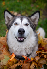 A beautiful malamute with a necklace of maple leaves; an autumn celebration