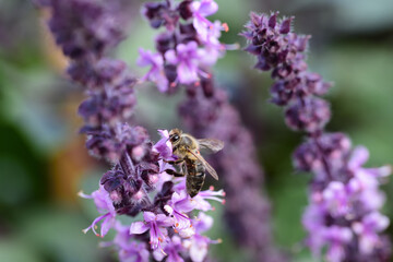 a small honey bee hangs on the purple flowers of a mint plant looking for nectar