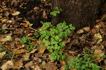 Fallen leaves and green grass on under the tree on the ground.