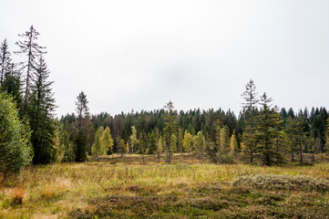 &eacute;tang de la gru&egrave;re, la gru&egrave;re, See, Moorsee, Moor, Weiher, Hochmoor, Wanderweg, Spazierweg, Wald, Waldweg, Wasserpflanzen, Torfmoos, Jura, Naturschutz, Sommer, Herbst, Herbstfarben, Schweiz