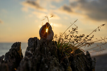 Still life with seashells on a blurry background