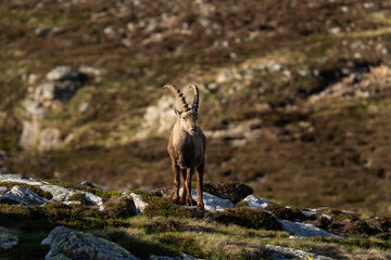 Alpine ibex walking in the switzerland's alps. Male of ibex during spring. European wildlife.