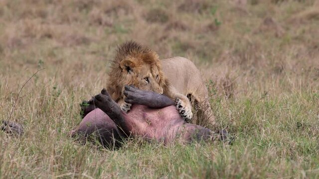 A lion eating a hippo video clip 