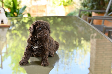 jovenes perro de agua español