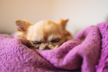 Little cute chihuahua sleeping on a purple blanket. Front view.