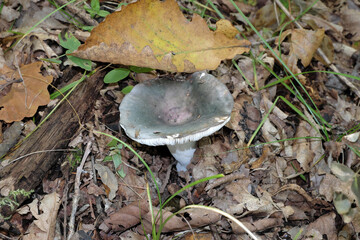 Russulaceae. Collecting mushrooms hidden among the fallen autumn leaves in the forest.