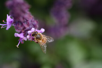 a small honey bee hangs on the purple flowers of a mint plant looking for nectar and is...