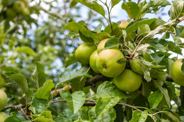 Close up of green unsprayed apples hanging from a tree