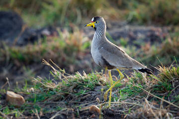 African wattled lapwing - Vanellus senegallus also Senegal wattled plover, large grey brown wading bird in family Charadriidae, resident breeder in sub-Saharan Africa, yellow legs and beak
