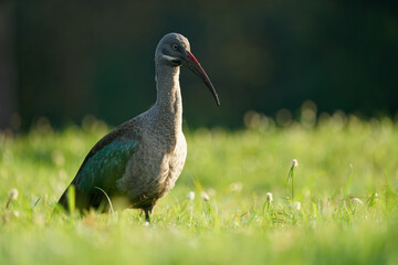 Naklejka premium Hadada Ibis - Bostrychia hagedash also hadeda, water bird native to Sub-Saharan Africa, large grey brown species of ibis, narrow long beak, wading african dark bird