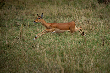 Impala - Aepyceros melampus medium-sized antelope found in eastern and southern Africa. The sole...