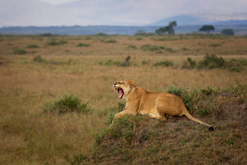 Lion - Panthera leo king of the animals. Lion - the biggest african cat, hurt injured lioness laying in the bush with open jaws in Masai Mara National Park in Kenya Africa