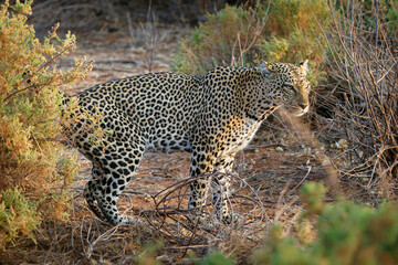 Leopard - Panthera pardus, big spotted yellow cat in Africa, genus Panthera cat family Felidae, sunset or sunrise portrait in the bush next to the dusty road in Africa, crossing it