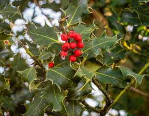 holly and berries at Christmas time