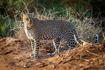 Leopard - Panthera pardus, big spotted yellow cat in Africa, genus Panthera cat family Felidae, sunset or sunrise portrait in the bush next to the dusty road in Africa, crossing it
