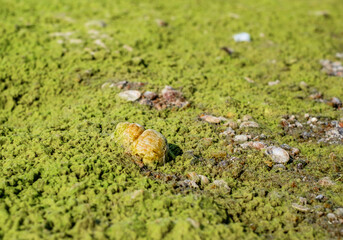 Dried algae on the sand beach