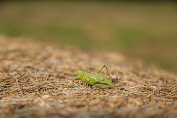 grasshopper on the grass in Beskid Niski Mountains, Poland.  - obrazy, fototapety, plakaty