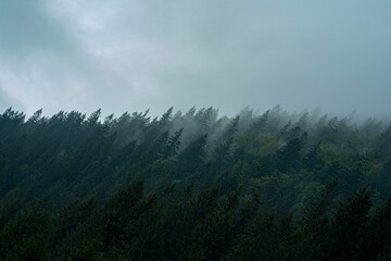forest in the clouds
