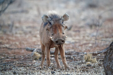 Common Warthog - Phacochoerus africanus  wild member of pig family Suidae found in grassland, savanna, and woodland, warthog pig in savannah in Africa