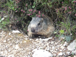 marmot in a mountain and rock