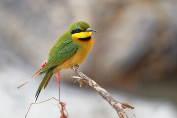 Little Bee-eater - Merops pusillus a near passerine green and yellow bird species in the bee-eater family, Meropidae. They are residents in much of Sub-Saharan Africa